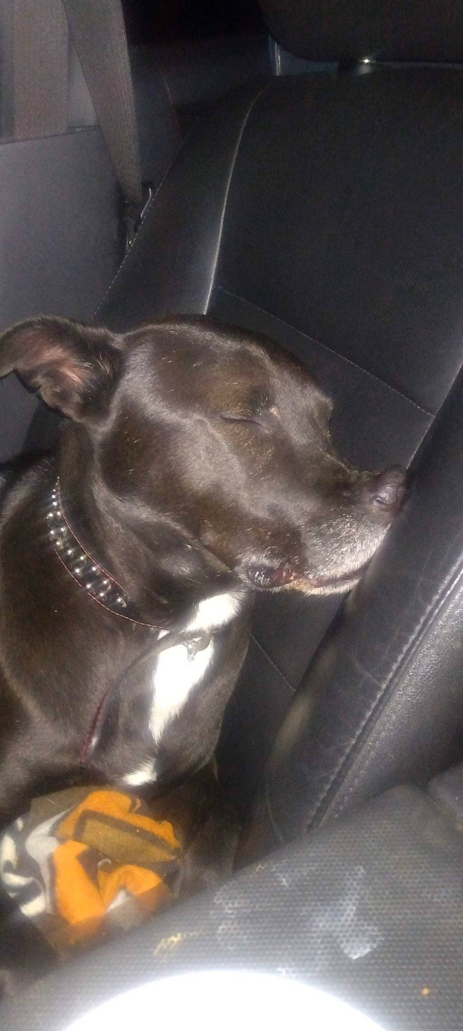 Maggie Mae joined the competition — help win amazing prizes! canidae, carnivore, collar, comfort, companion_dog, dog, dog_breed, dog_collar, ear, fawn, felidae, guard_dog, liver, molosser, sculpture, snout, sporting_group, toy_dog, whiskers, working_animal