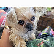 Winston joined the competition — help win amazing prizes! animal, close_up, companion, couch, cozy, cushion, cute, dog, ears, face, fluffy, fur, home, indoor, person_hand, pet, portrait, small_dog, watch, wooden_furniture