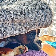 Vicky a rejoint le concours — aidez-le/la à gagner de superbes lots ! bedspread, blanket, boxer, closeup, cozy, curtains, dog, eye, hiding, indoor, nose, paws, pet, plush_blanket, portrait, purple_bedspread, resting, snout, sunlight, wooden_floor
