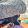 bedspread, blanket, boxer, closeup, cozy, curtains, dog, eye, hiding, indoor, nose, paws, pet, plush_blanket, portrait, purple_bedspread, resting, snout, sunlight, wooden_floor