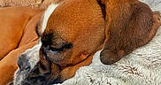 Vicky a rejoint le concours — aidez-le/la à gagner de superbes lots ! bedding, blanket, boxer, closeup, comfort, couch, cozy, dog, domestic_animal, ear, fur, home, indoor, muzzle, nap, pet, portrait, relaxed, sleeping, snout
