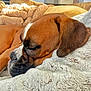 Vicky a rejoint le concours — aidez-le/la à gagner de superbes lots ! dog, boxer, pet, sleeping, blanket, closeup, indoor, couch, cozy, fur, muzzle, ear, bedding, home, relaxed, snout, domestic_animal, portrait, comfort, nap