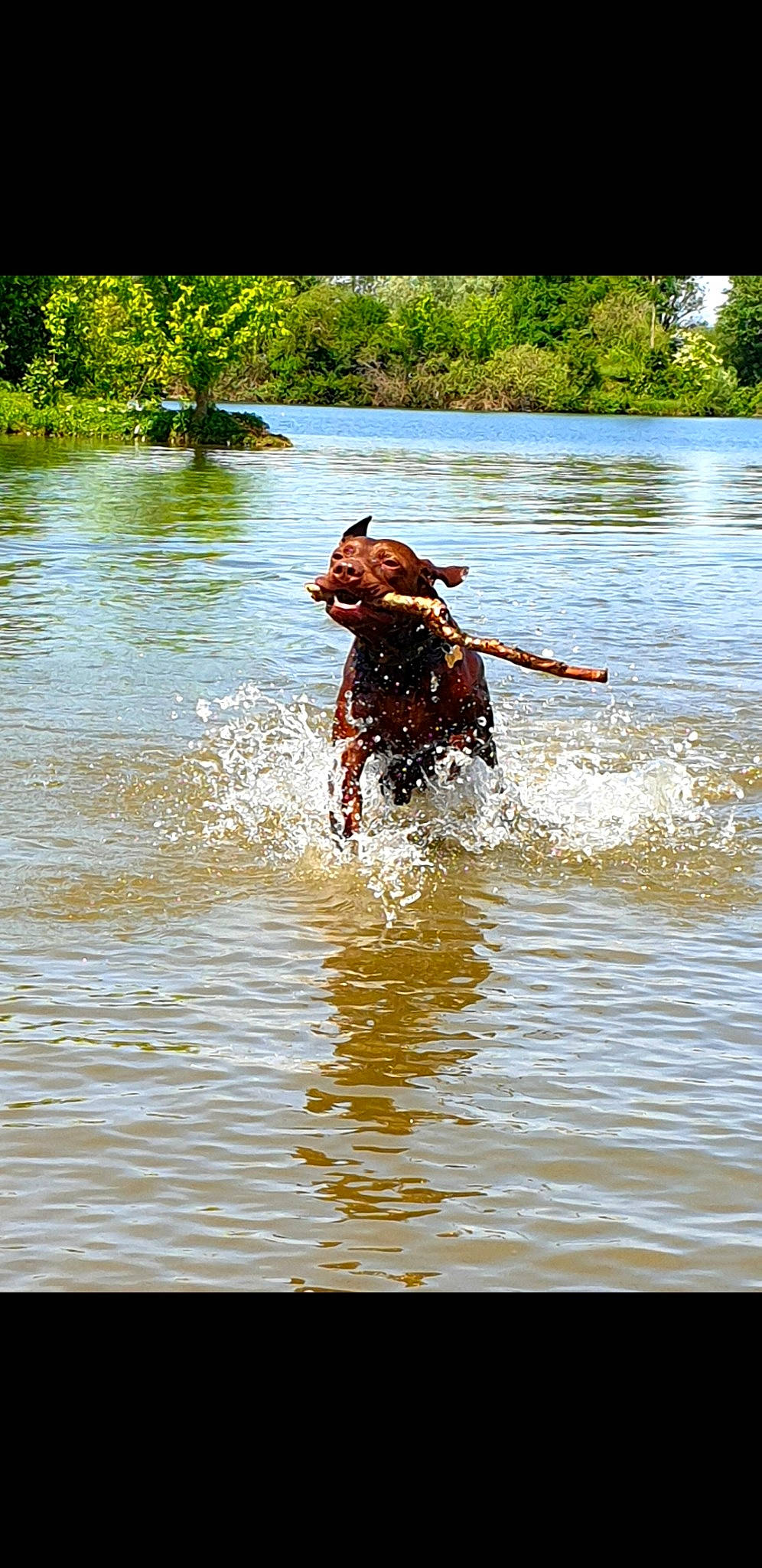 Pepito participe au concours pour gagner de l'argent avec cette photo : canidae, dog, fun, guard_dog, recreation, river, sporting_group, water