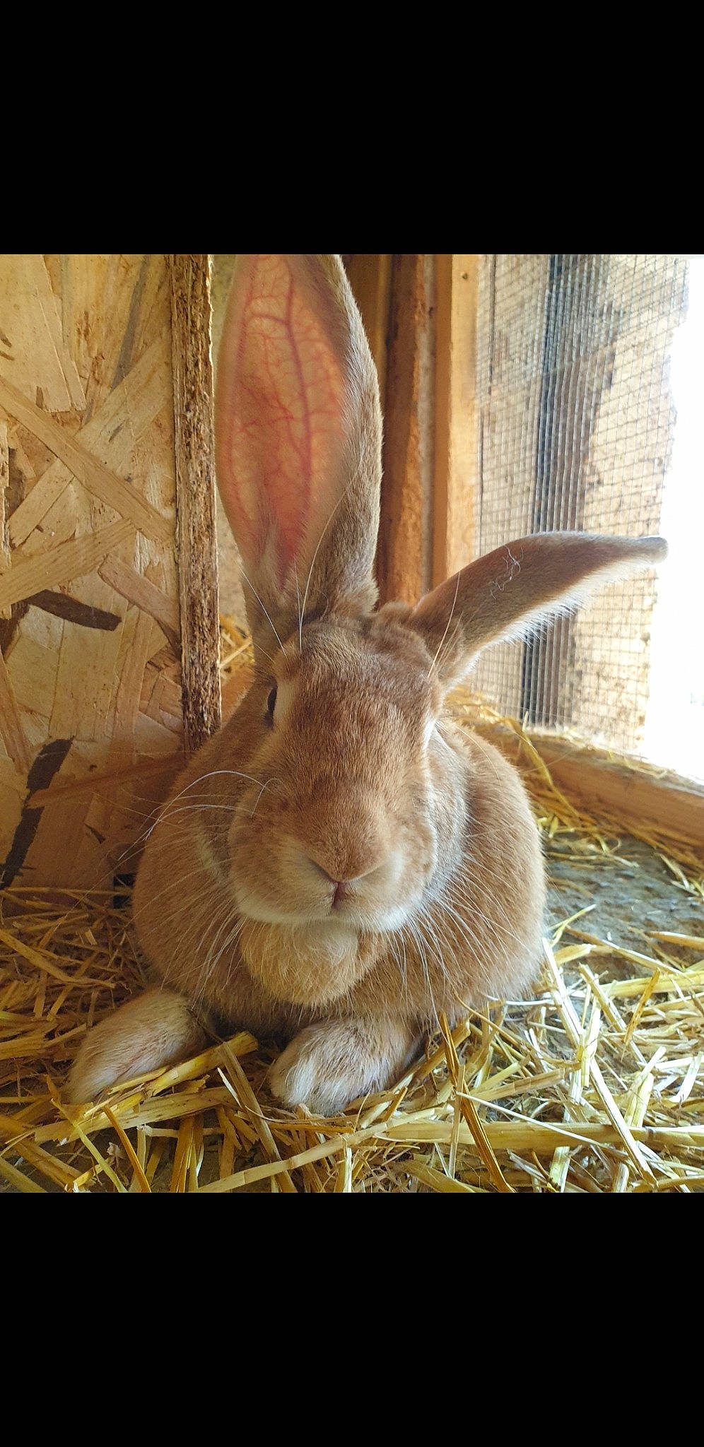 Pepito participe au concours pour gagner de l'argent avec cette photo : adaptation, audubons_cottontail, black_tailed_jackrabbit, domestic_rabbit, ear, eastern_cottontail, grass, hare, hay, lower_keys_marsh_rabbit, mammal, mountain_cottontail, organism, plant, rabbit, rabbits_and_hares, straw, whiskers, wildlife, wood_rabbit