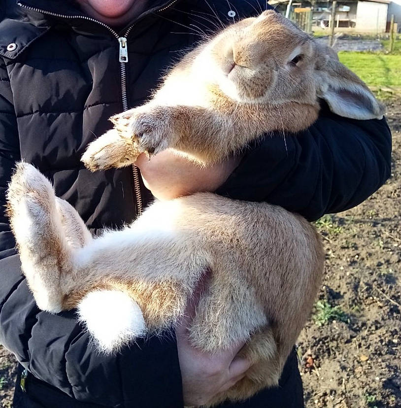 Pepito a rejoint le concours — aidez-le/la à gagner de superbes lots ! domestic_rabbit, ear, fawn, hare, rabbit, rabbits_and_hares, snout, vertebrate, wildlife
