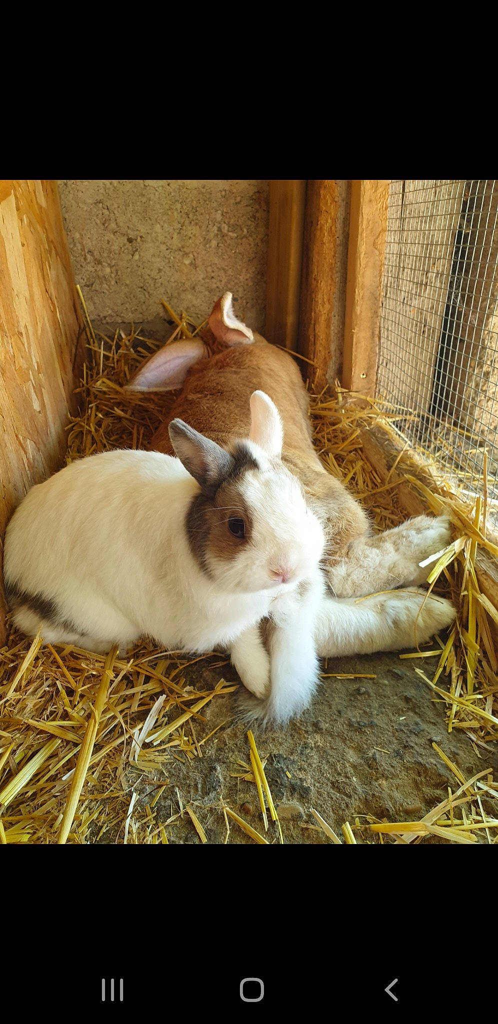 Pepito participe au concours pour gagner de l'argent avec cette photo : animal_shelter, domestic_rabbit, ear, fawn, hare, hay, mammal, rabbit, rabbits_and_hares, straw, vertebrate, whiskers