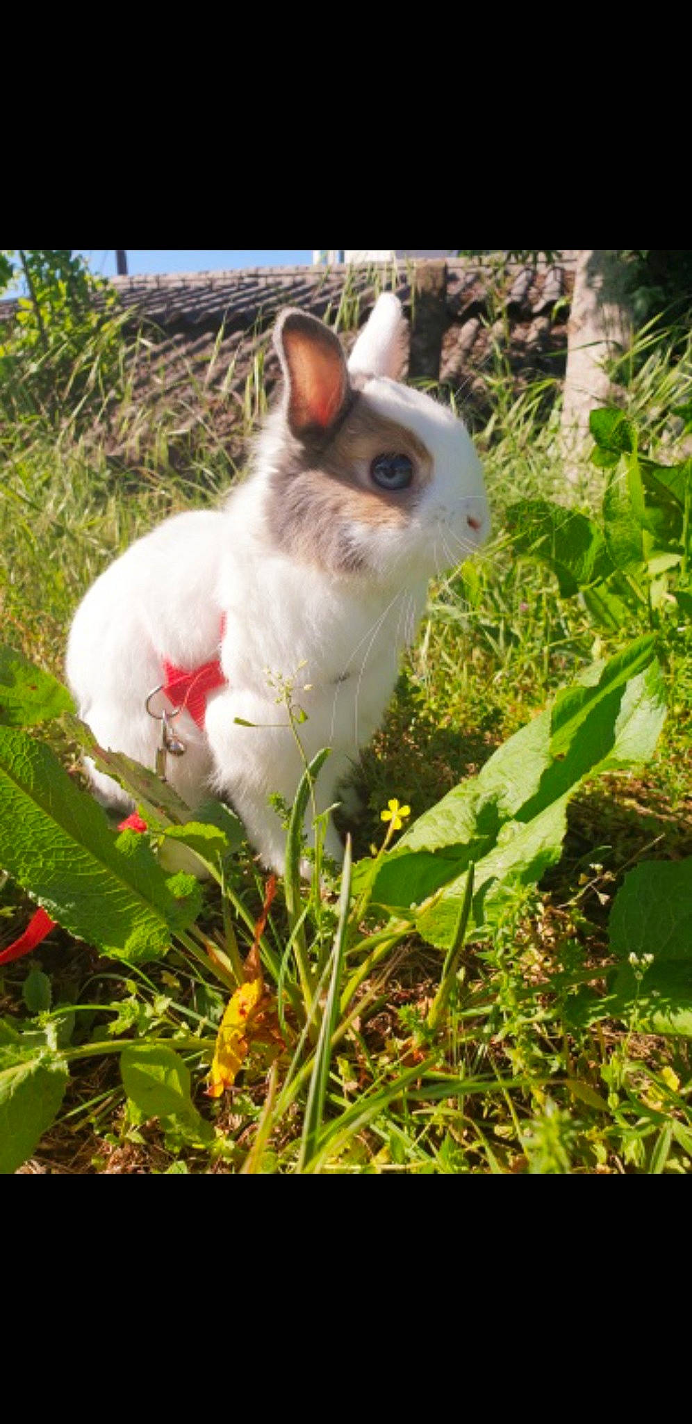Caramel Et Prout a rejoint le concours — aidez-le/la à gagner de superbes lots ! adaptation, domestic_rabbit, easter_bunny, fawn, grass, hare, organism, plant, rabbit, rabbits_and_hares, whiskers