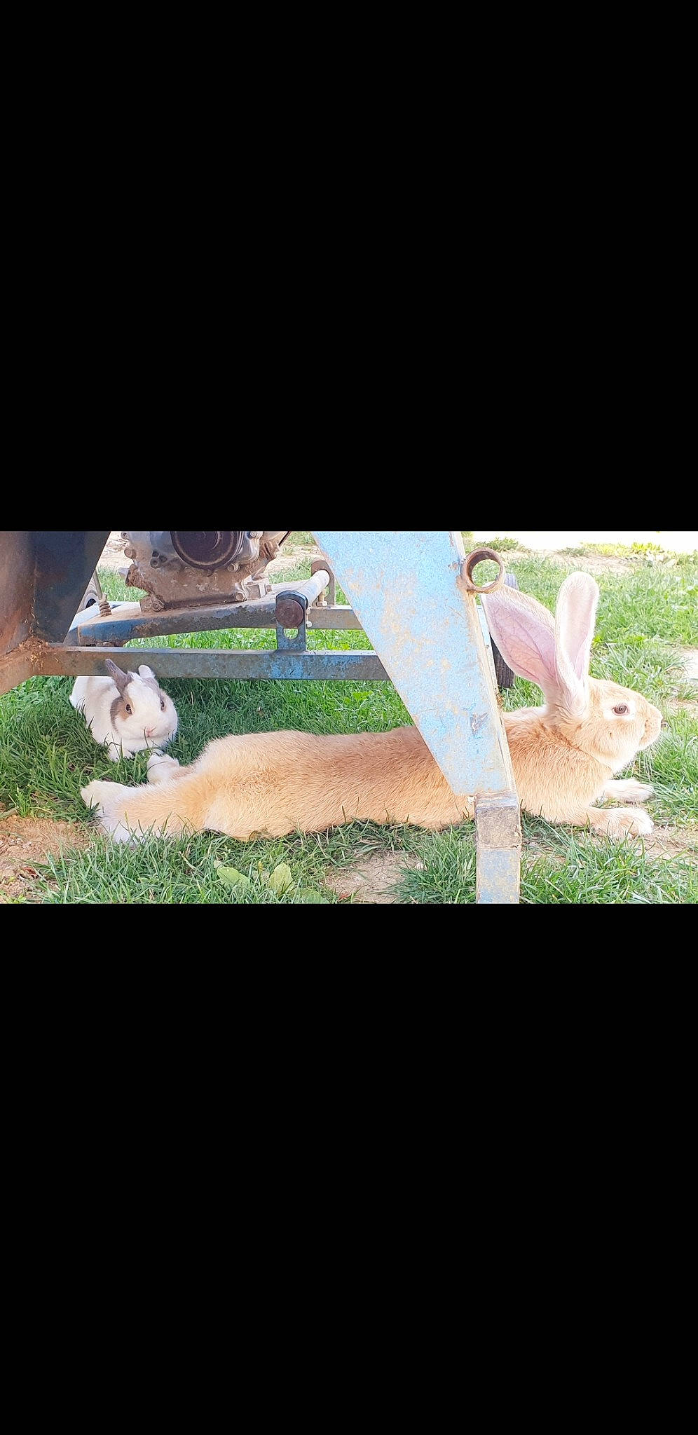 Caramel Et Prout participe au concours pour gagner de l'argent avec cette photo : adaptation, domestic_rabbit, ear, easter_bunny, fawn, grass, hare, lawn, photography, plant, rabbit, rabbits_and_hares, wildlife, wood_rabbit