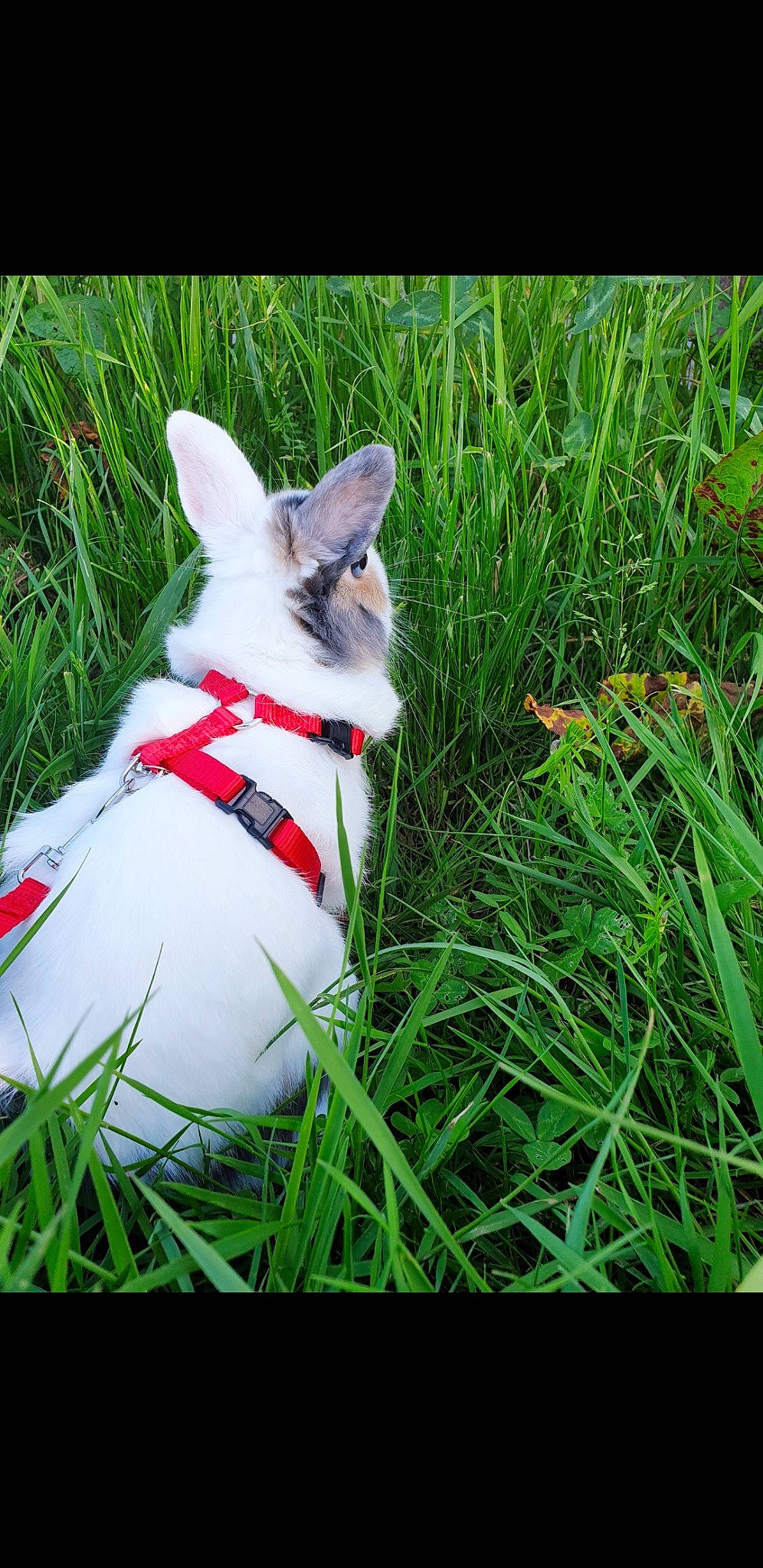 Caramel Et Prout a rejoint le concours — aidez-le/la à gagner de superbes lots ! canidae, carnivore, companion_dog, dog, dog_breed, domestic_rabbit, grass, grass_family, lawn, mammal, plant, rabbit, rabbits_and_hares