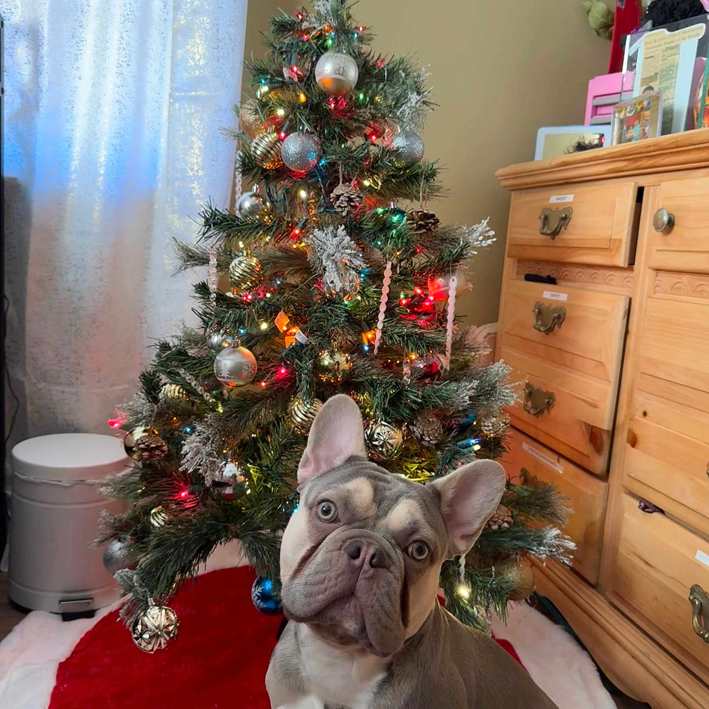 Louis is registered to the contest to win money with this photo: animal, boxer, bulldog, cabinet, canine, christmas, christmasdecorations, christmastree, dog, festival, frenchbulldog, furniture, husky, pet, photoframe, pitbull, plant, pottedplant, tree, wood