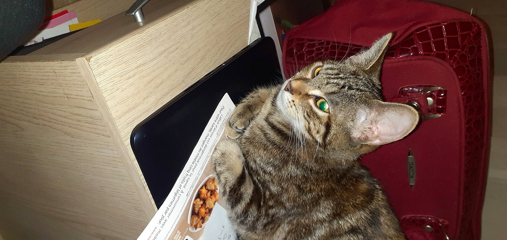 Tallia participe au concours pour gagner de l'argent avec cette photo : box, carnivore, cat, claw, domestic_short_haired_cat, ear, felidae, fur, small_to_medium_sized_cats, snout, whiskers