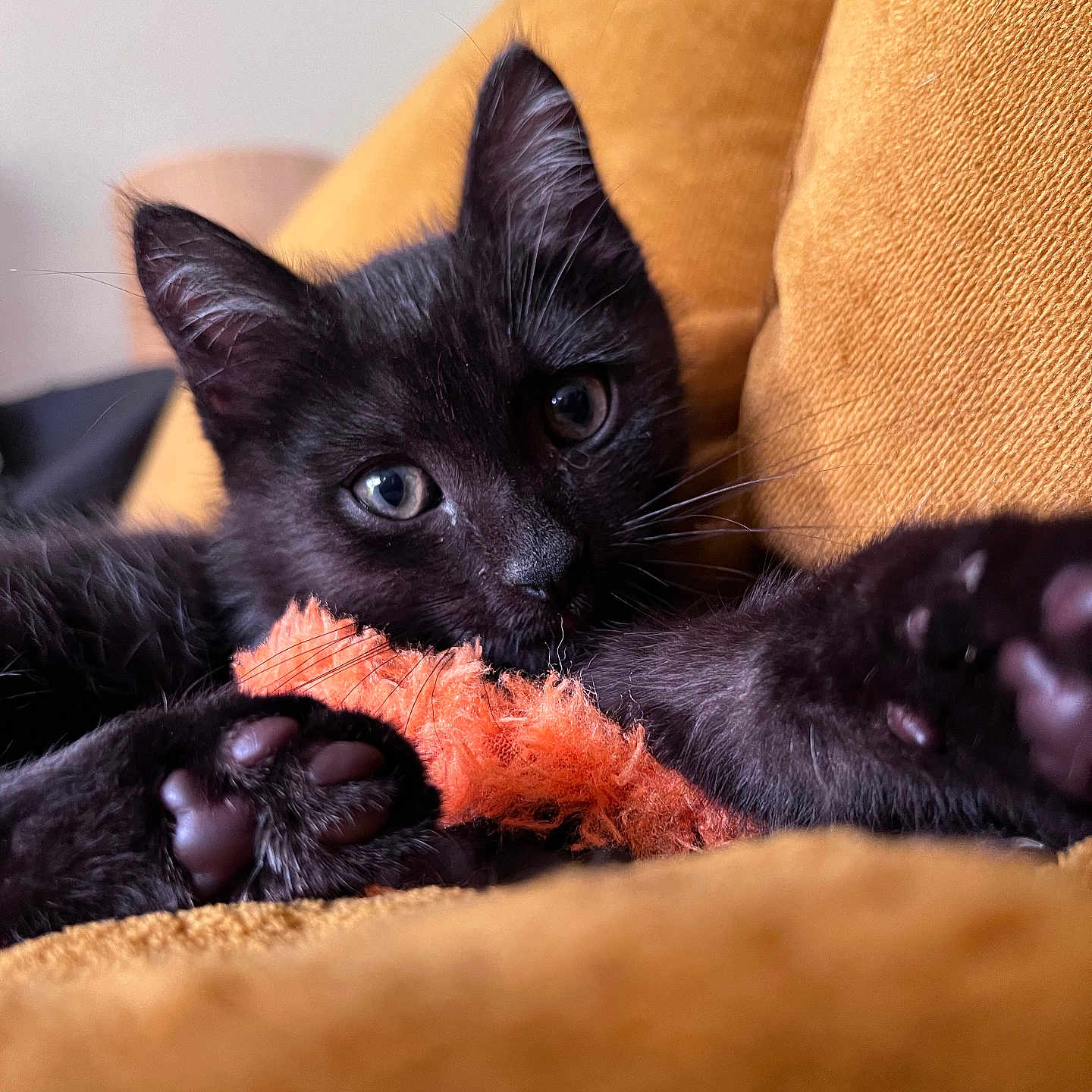Romi a rejoint le concours — aidez-le/la à gagner de superbes lots ! abyssinian, animal, armchair, blackcat, blanket, bodypart, canine, cat, chair, couch, cushion, dog, finger, furniture, hand, kitten, manx, person, pet, siamese