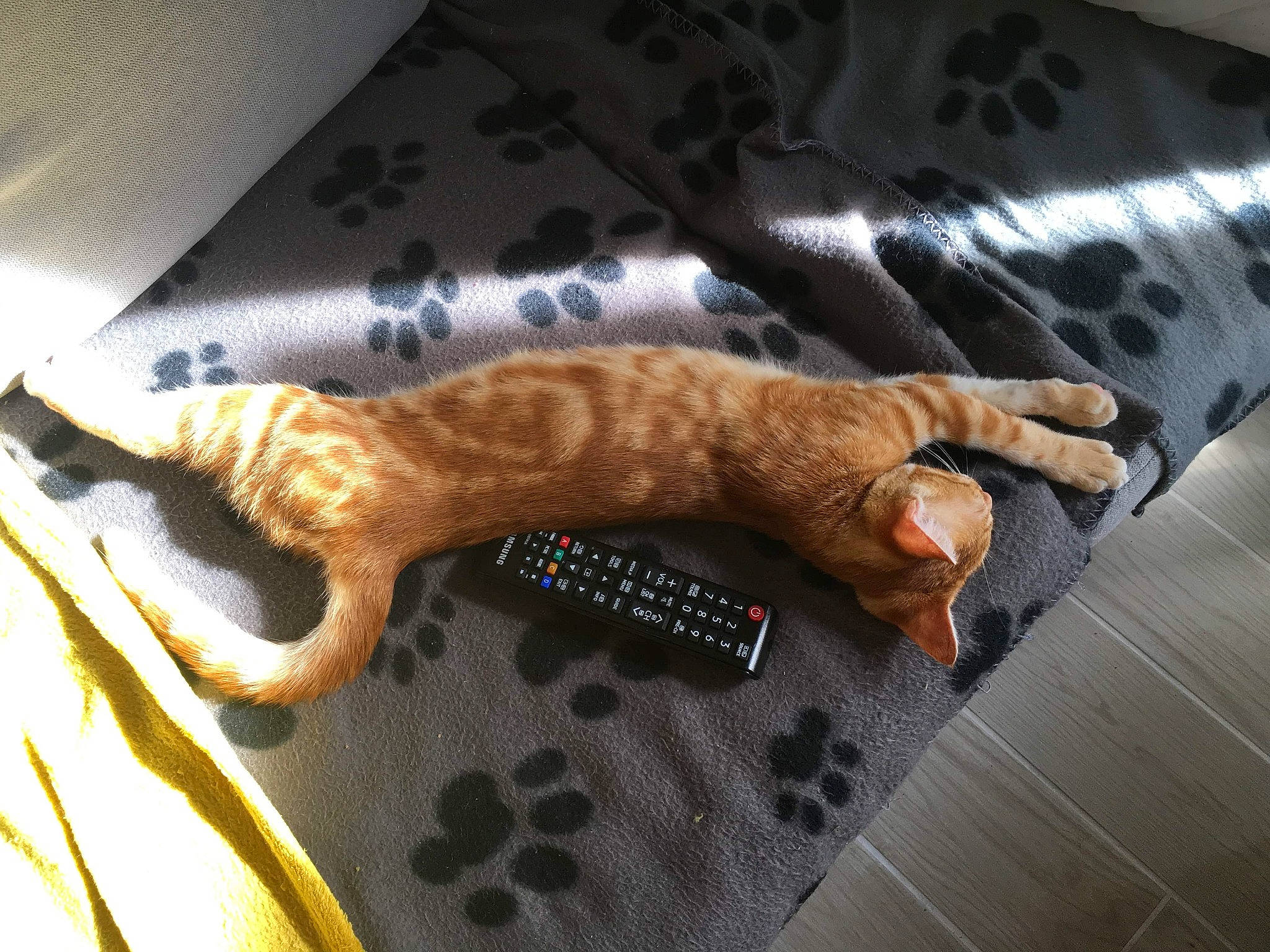 Melba participe au concours pour gagner de l'argent avec cette photo : bengal, carnivore, cat, domestic_short_haired_cat, dragon_li, european_shorthair, felidae, ocicat, small_to_medium_sized_cats, tail, whiskers