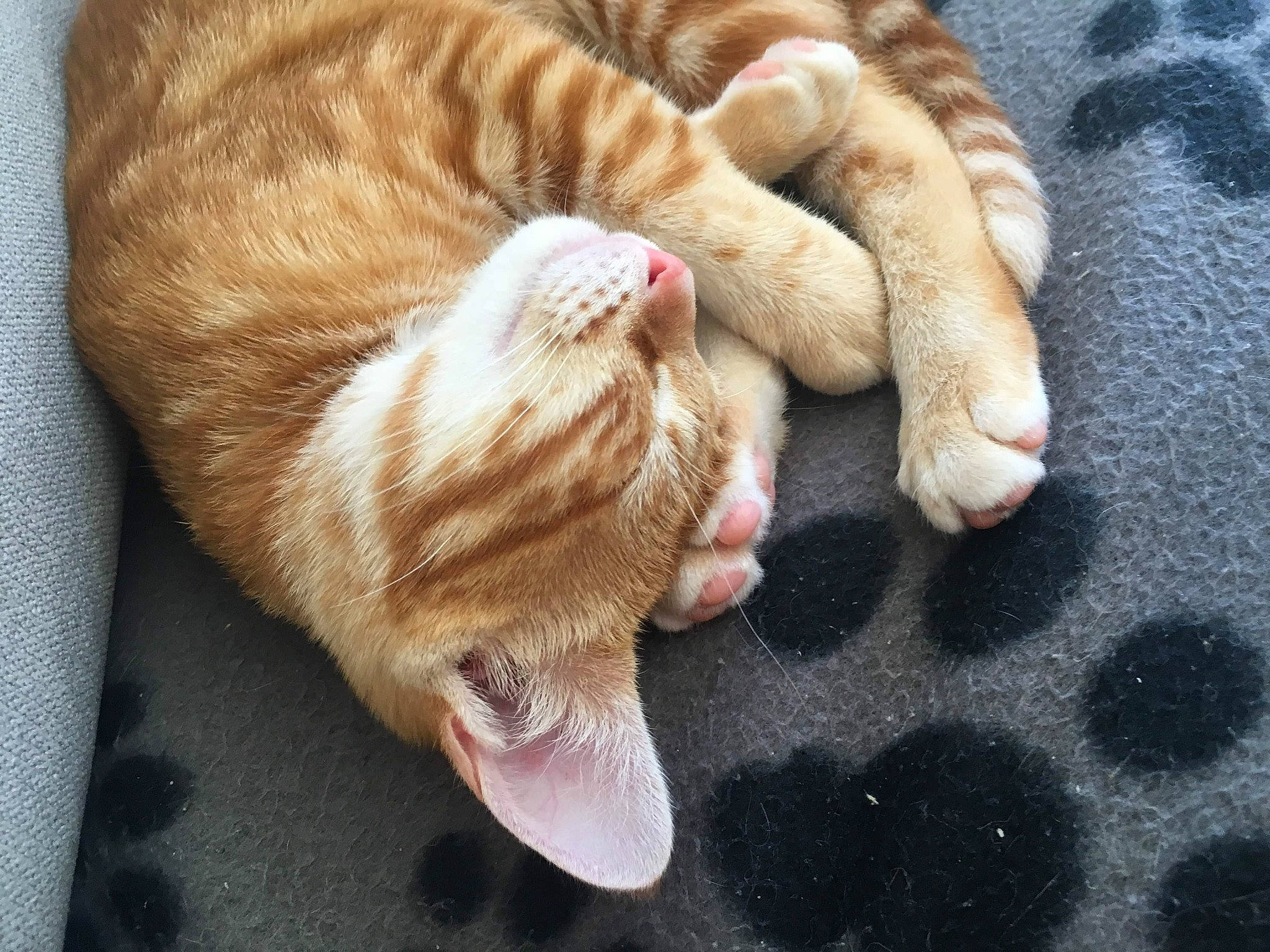 Melba a rejoint le concours — aidez-le/la à gagner de superbes lots ! aegean_cat, carnivore, cat, claw, domestic_short_haired_cat, european_shorthair, facial_expression, fawn, felidae, fur, nap, paw, polydactyl_cat, small_to_medium_sized_cats, snout, tabby_cat, whiskers