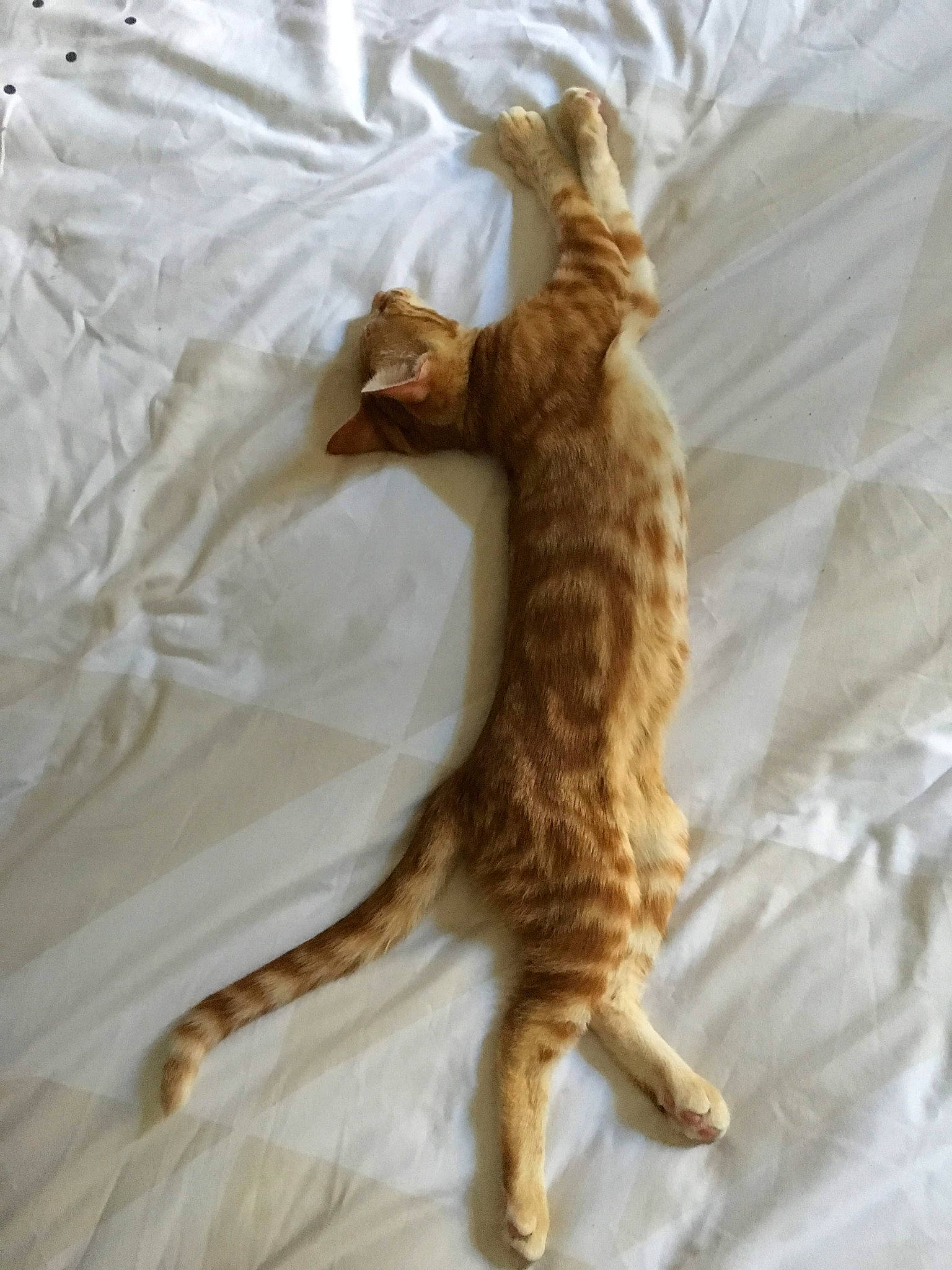 Melba participe au concours pour gagner de l'argent avec cette photo : arabian_mau, bengal, carnivore, cat, claw, european_shorthair, fawn, felidae, fur, german_rex, ocicat, rex_cat, small_to_medium_sized_cats, tabby_cat, tail, whiskers