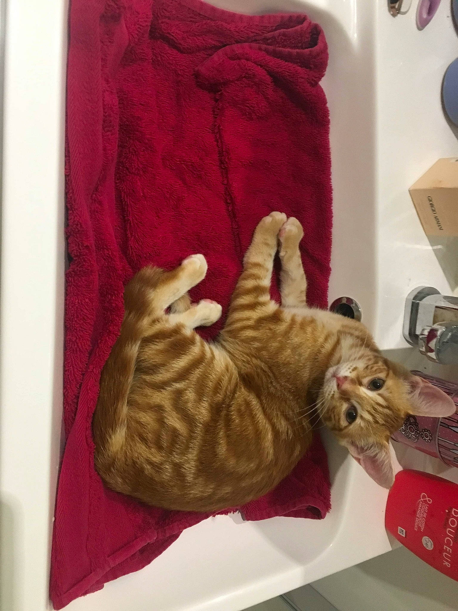 Melba a rejoint le concours — aidez-le/la à gagner de superbes lots ! asian, carnivore, cat, domestic_short_haired_cat, dragon_li, european_shorthair, fawn, felidae, german_rex, kitten, ocicat, paw, pixie_bob, room, small_to_medium_sized_cats, tabby_cat, tail, whiskers