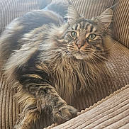 Thanos a rejoint le concours — aidez-le/la à gagner de superbes lots ! cat, tabby, long_hair, feline, pet, couch, indoor, cozy, relaxed, paw, whiskers, green_eyes, fur, striped, mammal, domestic_animal, resting, soft_light, ribbed_fabric, close_up