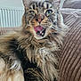 Thanos a rejoint le concours — aidez-le/la à gagner de superbes lots ! cat, fluffy, tongue_out, green_eyes, tufted_ears, closeup, indoor, couch, furniture, pet, feline, relaxed, whiskers, mouth_open, fur, striped, home, cozy, comfort, portrait