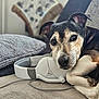 Dumbo a rejoint le concours — aidez-le/la à gagner de superbes lots ! dog, headphones, blanket, couch, pet, animal, indoor, closeup, resting, relaxed, comfort, fur, ears, snout, paw, black_and_tan, technology, soft, homedecor, cozy