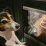 Dumbo participe au concours pour gagner de l'argent avec cette photo : dog, oven, muffins, kitchen, baking, food, pet, curious, indoor, appliance, glass_door, electrolux, animal, waiting, brown, white, black, countertop, reflection, home