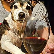 Dumbo participe au concours pour gagner de l'argent avec cette photo : dog, wine_glass, person, table, paw, face, fur, red_wine, glass, hand, sitting, indoor, closeup, brown, white, black, casual_clothing, wood, expression, relaxed