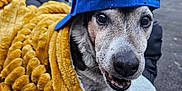 Dumbo a rejoint le concours — aidez-le/la à gagner de superbes lots ! dog, blue_cap, yellow_blanket, outdoor, cushioned_chair, car, building, pet, happy, face, fur, animal, blanket, headwear, canine, sitting, closeup, expression, cozy, casual
