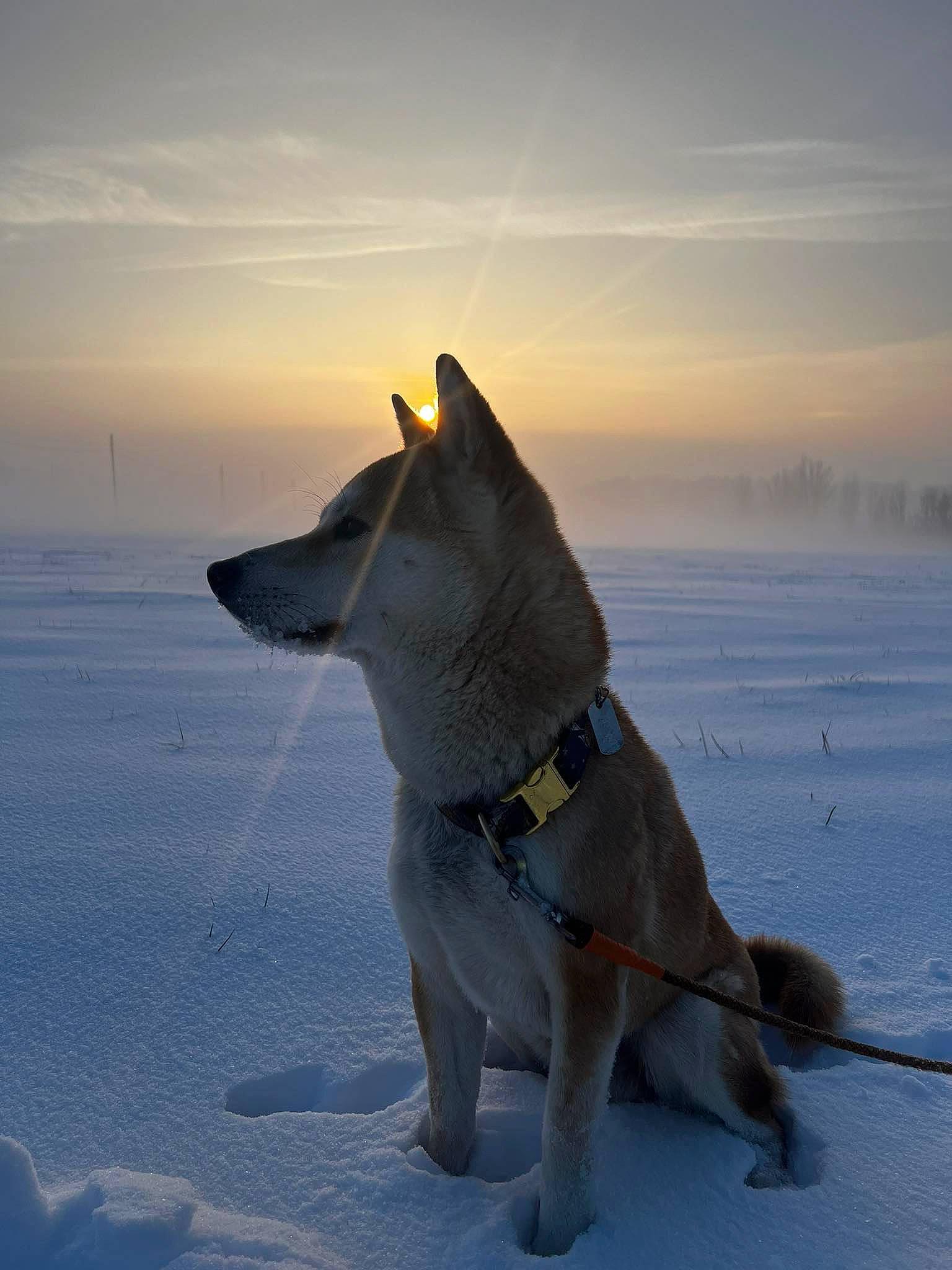 Tenko participe au concours pour gagner de l'argent avec cette photo : canidae, carnivore, cloud, companion_dog, dog, dog_breed, fawn, freezing, glacial_landform, ice_cap, mammal, sky, snout, snow, sporting_group, tail, vertebrate, water, winter, working_animal