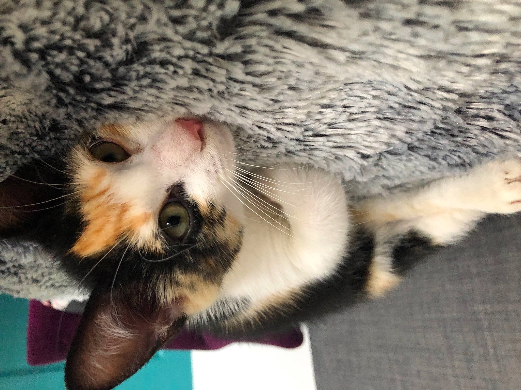 Lili participe au concours pour gagner de l'argent avec cette photo : carnivore, cat, claw, close_up, comfort, domestic_short_haired_cat, fawn, felidae, foot, fur, mammal, nap, paw, small_to_medium_sized_cats, snout, tail, terrestrial_animal, vertebrate, whiskers, wildlife