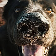 Venom participe au concours pour gagner de l'argent avec cette photo : animal, beach, black_dog, canine, close_up, daylight, dog, fur, happy, joy, nature, nose, outdoor, pet, playful, sand, smile, snout, tongue, tongue_out