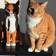 Jorge Vargas is registered to the contest to win money with this photo: cat, lego, lego_cat, ginger_cat, orange_cat, white_paws, table, sunlight, shadow, indoor, pet, animal, toy, figurine, brick_model, cute, feline, sitting, portrait, decor