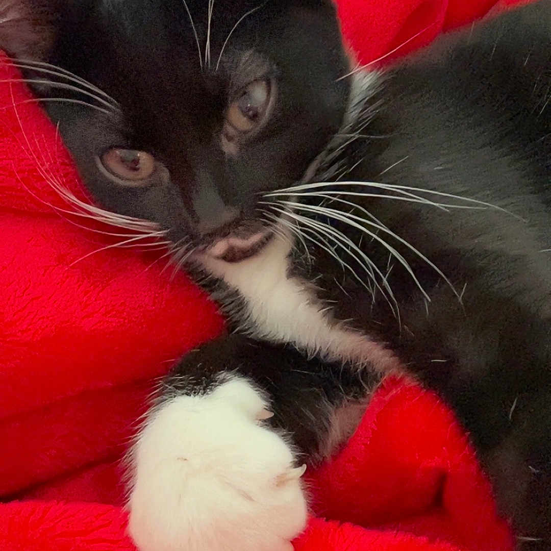 Jasper is registered to the contest to win money with this photo: animal, black_and_white, blanket, cat, close_up, comfort, cozy, cute, feline, fur, indoor, paw, pet, red, relaxed, resting, sleepy, soft, tuxedo_cat, whiskers