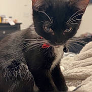 Jasper is registered to the contest to win money with this photo: kitten, cat, black_and_white, collar, indoor, blanket, furniture, bedroom, pet, whiskers, close_up, cute, animal, domestic_cat, young, soft_texture, resting, curious, feline, cozy