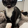Jasper is registered to the contest to win money with this photo: cat, kitten, tuxedo_cat, black_and_white, whiskers, paw, fur, indoor, blanket, soft, curious, wide_eyes, pet, animal, young, cozy, close_up, feline, cute, domestic