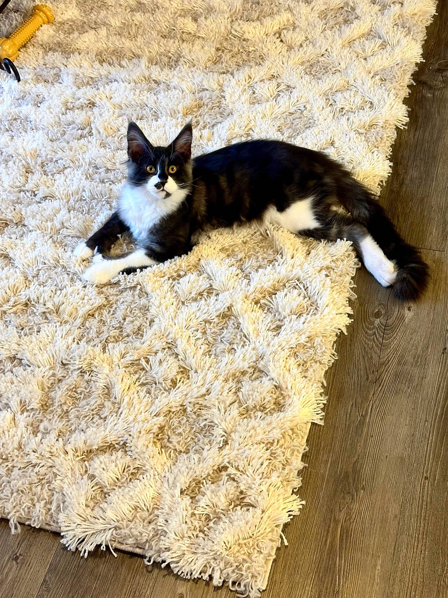 Teddy is registered to the contest to win money with this photo: basket, carnivore, cat, comfort, domestic_short_haired_cat, felidae, flooring, fur, grass, hardwood, linens, pattern, paw, shadow, sitting, small_to_medium_sized_cats, snout, tail, whiskers, wood