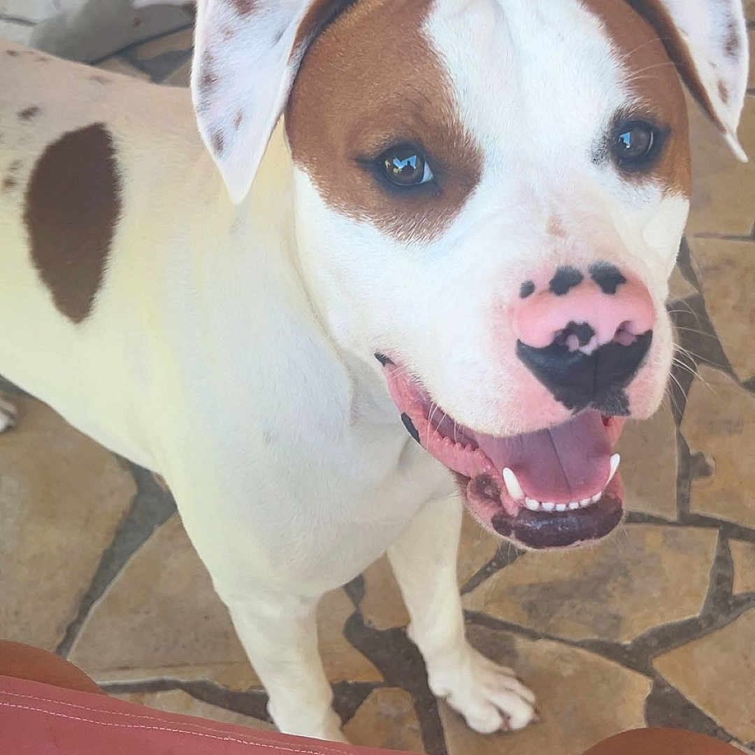Olaf