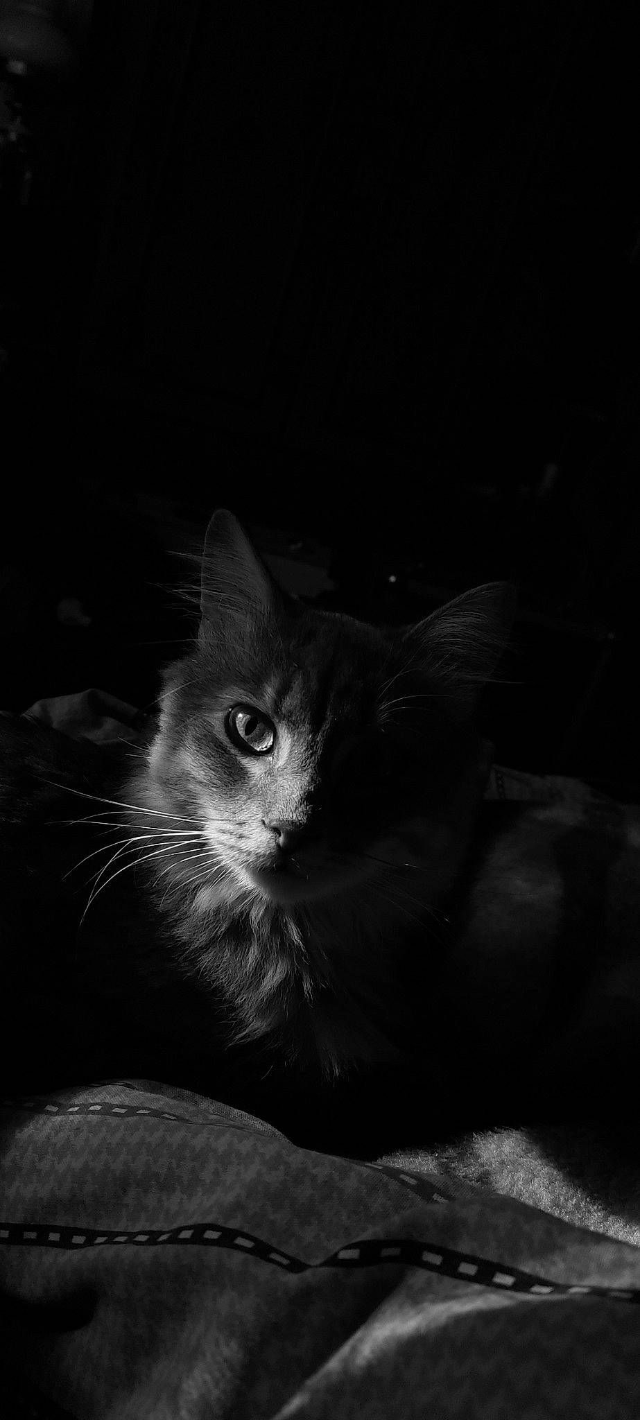 Kimbo participe au concours pour gagner de l'argent avec cette photo : carnivore, cat, darkness, domestic_short_haired_cat, felidae, fur, grass, grey, monochrome, monochrome_photography, night, small_to_medium_sized_cats, still_life_photography, tail, whiskers