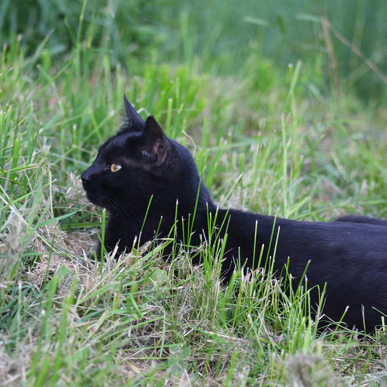 Ink is registered to the contest to win money with this photo: alert, animal, black_cat, cat, closeup, daylight, eye, feline, field, fur, grass, greenery, lying_down, mammal, nature, outdoor, pet, profile_view, whiskers, wildlife
