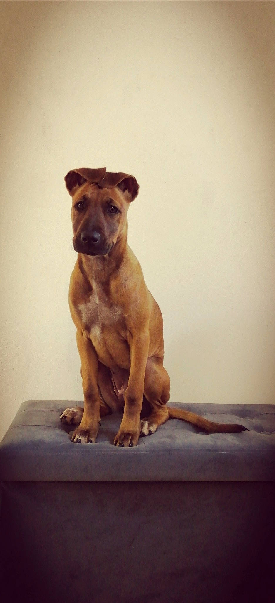 Shanna a rejoint le concours — aidez-le/la à gagner de superbes lots ! ancient_dog_breeds, art, canidae, carnivore, companion_dog, dog, dog_breed, fawn, flooring, liver, non_sporting_group, paw, snout, sporting_group, street_dog, tail, terrestrial_animal, wood, working_animal, working_dog