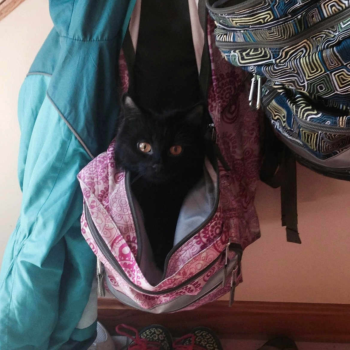 Ruby is registered to the contest to win money with this photo: accessories, animal, backpack, bag, blackcat, blanket, cat, clothing, coat, footwear, furniture, handbag, indoors, kitten, laundry, person, pet, purse, shoe, totebag