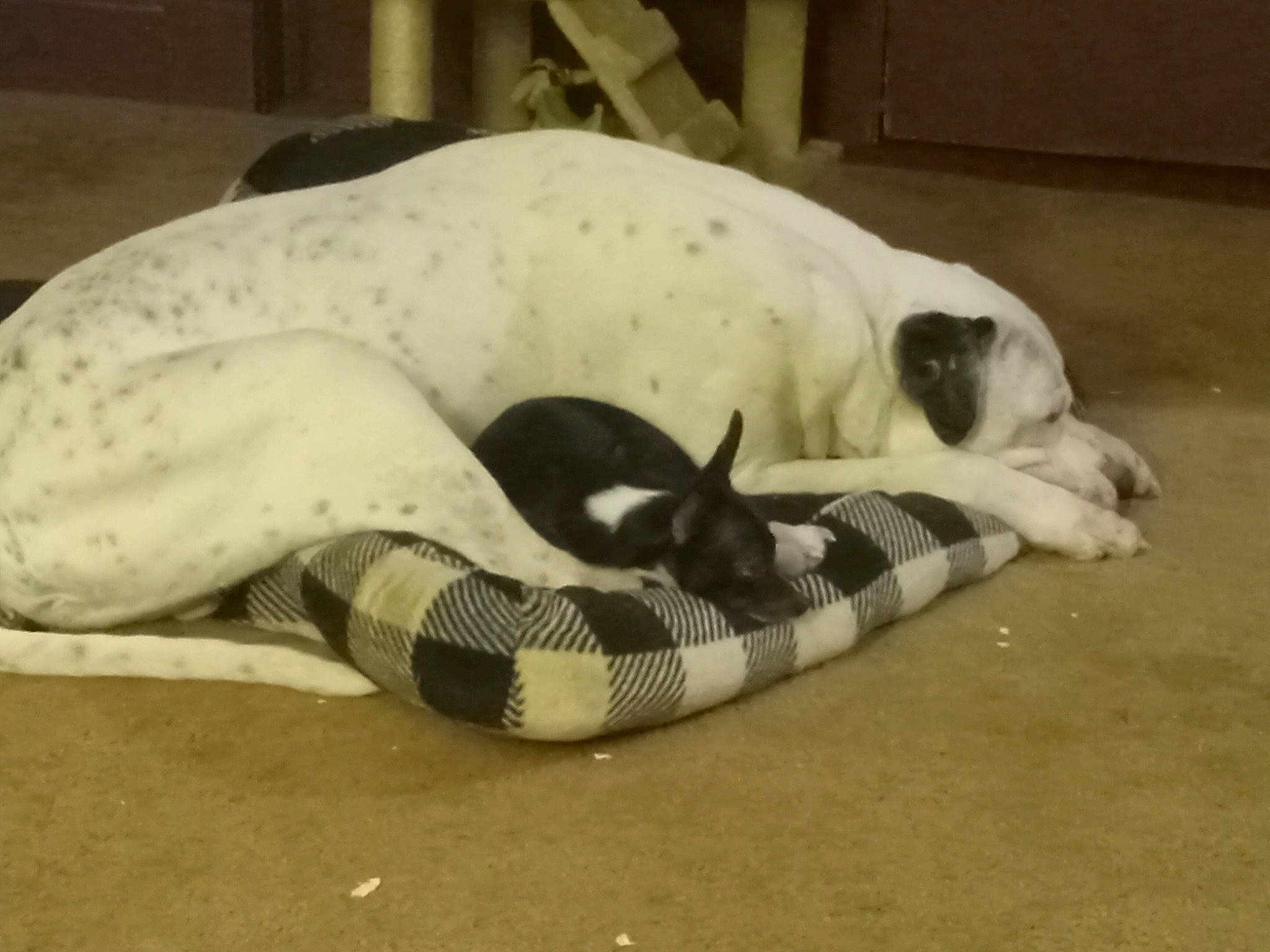 Bourbon is registered to the contest to win money with this photo: canidae, carnivore, comfort, companion_dog, dog, dog_bed, dog_breed, dog_supply, fawn, linens, nap, non_sporting_group, paw, pet_supply, snout, sporting_group, tail, terrestrial_animal, whiskers, working_animal