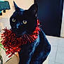 Eugène participe au concours pour gagner de l'argent avec cette photo : black_cat, cat, tinsel, red_tinsel, indoor, cardboard_box, curious, yellow_eyes, pet, animal, feline, household, floor_tiles, door, whiskers, close_up, sitting, decorative, festive, portrait