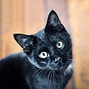 Eugène a rejoint le concours — aidez-le/la à gagner de superbes lots ! cat, black_cat, pet, animal, feline, curious, green_eyes, whiskers, close_up, portrait, indoor, soft_light, wooden_floor, cute, domestic_animal, looking_up, head_tilt, fur, mammal, eyes