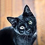 cat, black_cat, pet, animal, feline, curious, green_eyes, whiskers, close_up, portrait, indoor, soft_light, wooden_floor, cute, domestic_animal, looking_up, head_tilt, fur, mammal, eyes