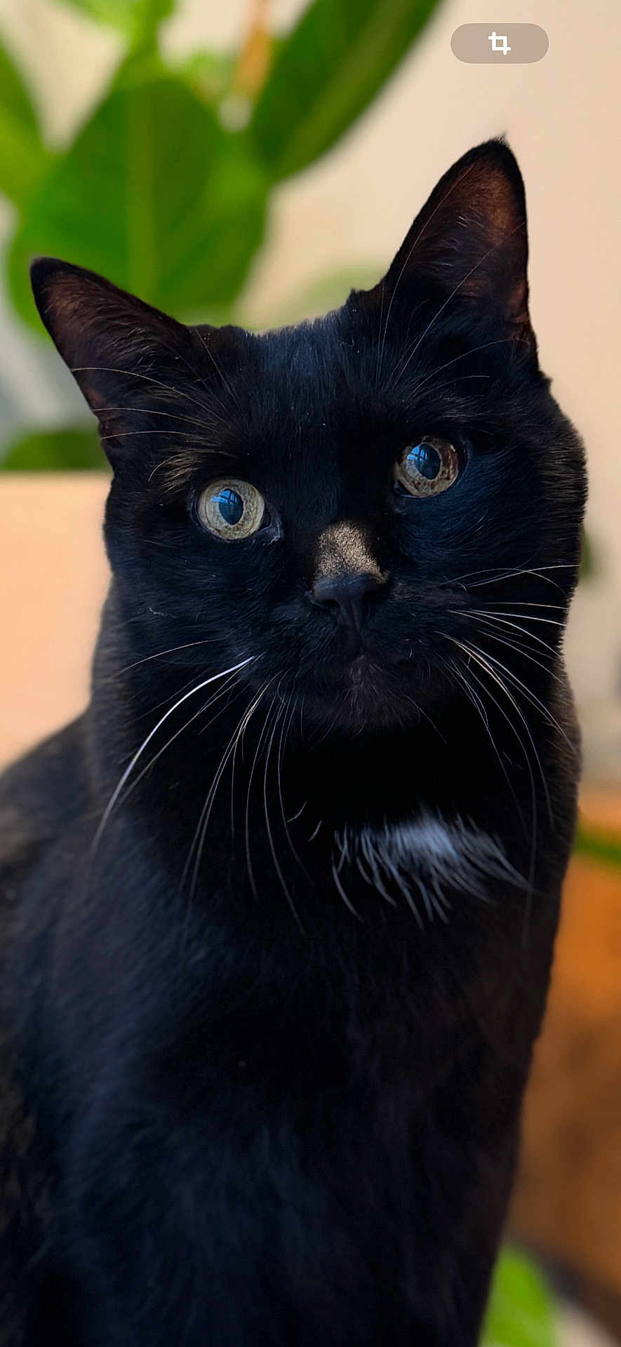 Eugène participe au concours pour gagner de l'argent avec cette photo : cat, black_cat, whiskers, close_up, portrait, animal, pet, feline, indoor, domestic_cat, eyes, fur, face, sitting, nature_background, green_plant, curious, calm, cute, mammal