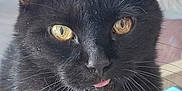 Eugène a rejoint le concours — aidez-le/la à gagner de superbes lots ! black_cat, cat, pet, animal, close_up, yellow_eyes, whiskers, tongue_out, indoor, fur, cute, curious, face, portrait, domestic_cat, mammal, feline, small_white_patch, ears, nose