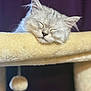 cat, kitten, sleeping, feline, pet, fur, whiskers, ear, nose, cat_tree, plush, dangling_toy, pom_pom, close_up, portrait, cozy, relaxed, indoor, soft_lighting, blurred_background