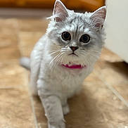 Perl joined the competition — help win amazing prizes! cat, kitten, pet, feline, white_cat, long_hair, fluffy, big_eyes, whiskers, collar, pink_collar, indoor, tiled_floor, portrait, closeup, curious, walking, ears, shallow_depth_of_field, domestic_cat