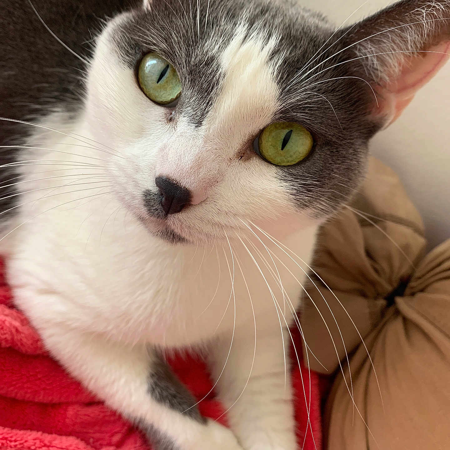 Lilou