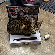 Alice joined the competition — help win amazing prizes! cat, spotted_cat, toy_mouse, cat_toy, meowbook_pro, floor, screen, multiple_cats, indoor, pet, animal, playful, curious, closeup, brown, black_spots, feline, cute, funny, technology_mimic