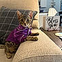 Alice is registered to the contest to win money with this photo: cat, kitten, tabby, purple_jacket, couch, pillow, living_room, tissue_box, glasses, furniture, indoor, pet, cute, animal, tabby_cat, fur, whiskers, ears, eyes, home